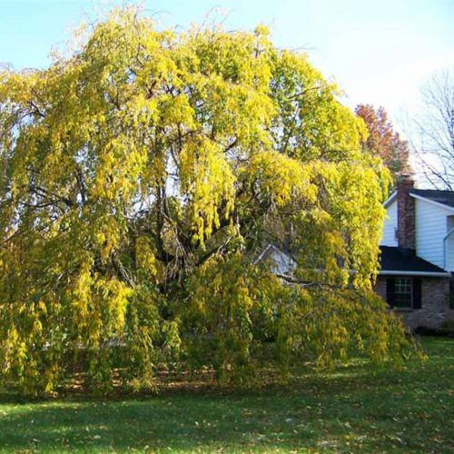 Weeping Higan Cherry (Prunus Subhirtella Pendula) - Multi-Stem