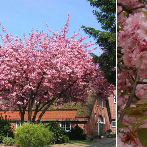 Cherry 'Kanzan' (Prunus Serrulata 'Kanzan') - Multi-Stem