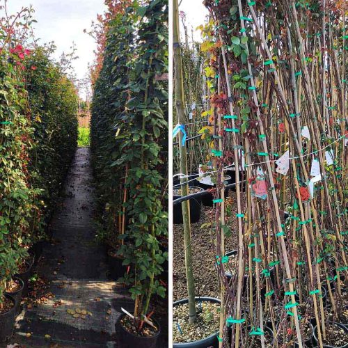 Climbing Roses (Red, Pink, White, Yellow, Orange)
