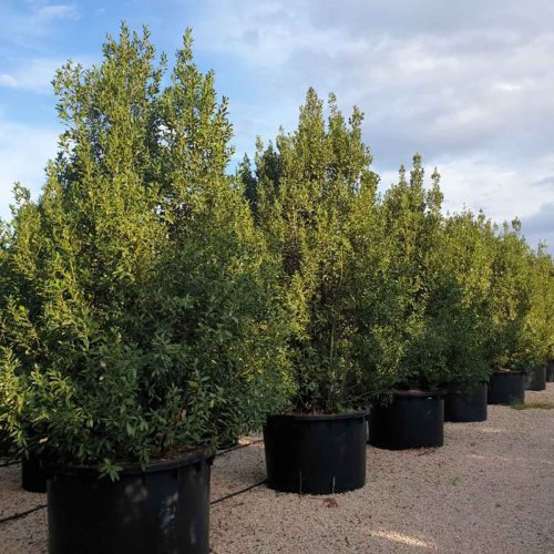 Laurus Nobilis (Bay Tree) – Extra