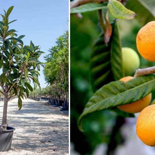 Eriobotrya Japonica (Loquat Tree) – Quarter Standard