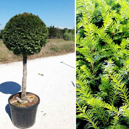 Taxus Baccata (English Yew) – Half Standard