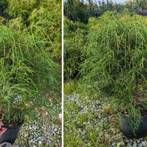 Sawara Cypress ‘Sungold’ (Chamaecyparis Pisifera ‘Sungold’)