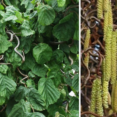 Corylus Avellana Contorta (Corkscrew Hazel / Harry Lauder's Walking Stick) - Half Standard