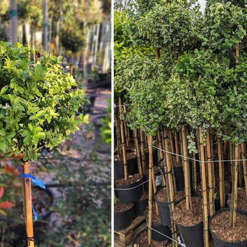 Euonymus Fortunei 'Harlequin' (Spindle 'Harlequin') - Half Standard