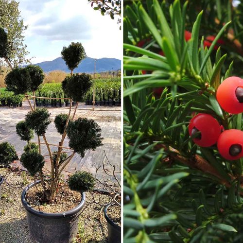 Taxus x Media 'Hicksii' (Yew 'Hicksii') - Pom Pon