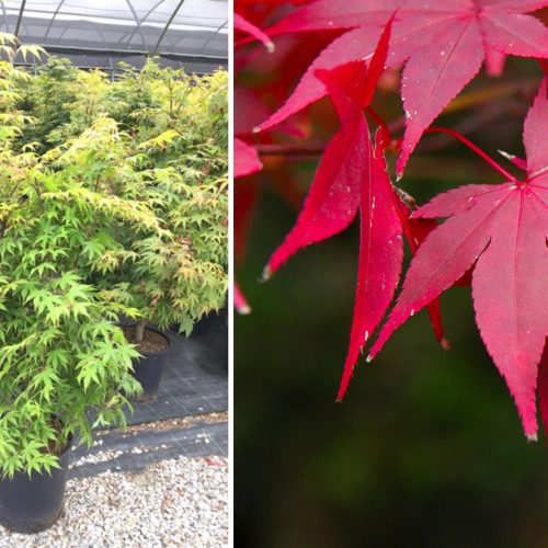 Acer Palmatum 'Osakazuki' (Japanese Maple 'Osakazuki') - Shrub