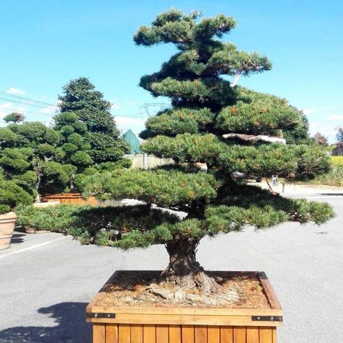 White Pine (Pinus Pentaphylla) Japanese Style