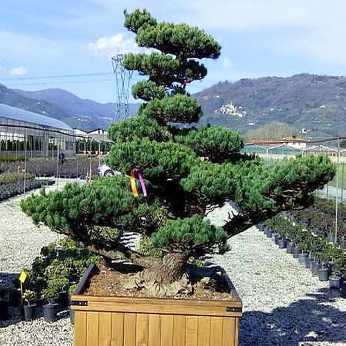 White Pine (Pinus Pentaphylla) Japanese Style