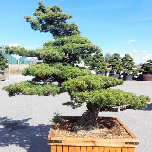 White Pine (Pinus Pentaphylla) Japanese Style