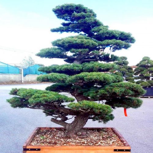 White Pine (Pinus Pentaphylla) Japanese Style