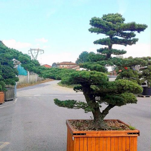 White Pine (Pinus Pentaphylla) Japanese Style