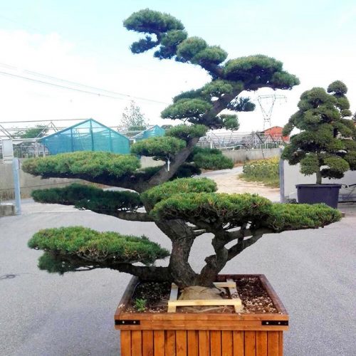 White Pine (Pinus Pentaphylla) Japanese Style