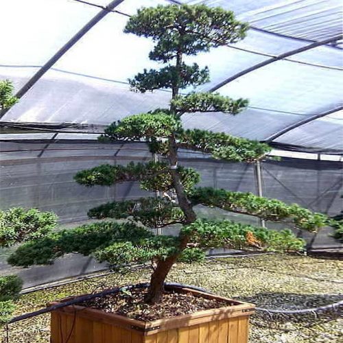 Taxus Baccata (English Yew) Japanese Style