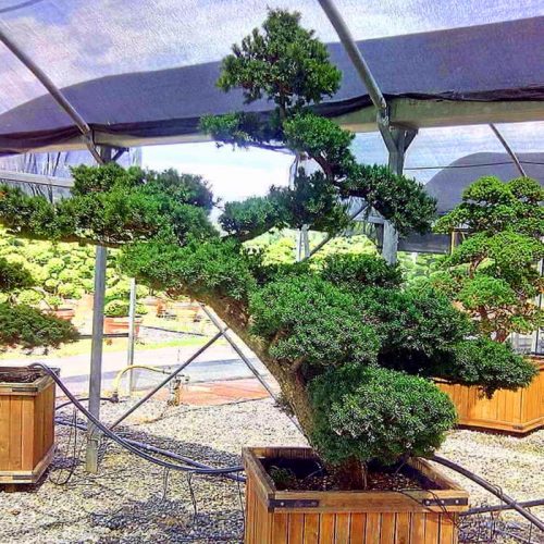 Taxus Baccata (English Yew) Japanese Style