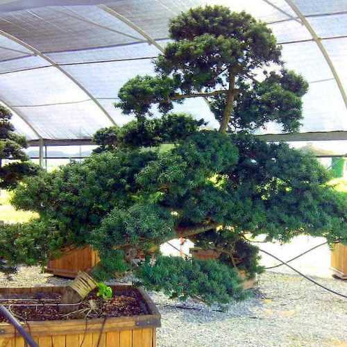 Taxus Baccata (English Yew) Japanese Style