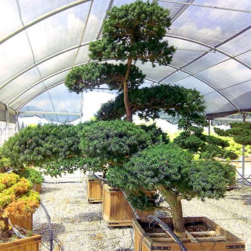 Taxus Baccata (English Yew) Japanese Style