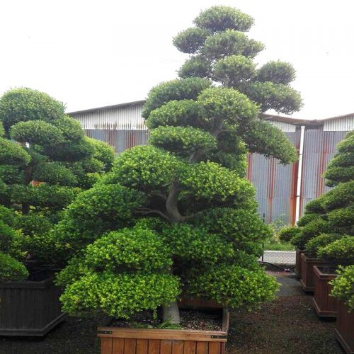 Ilex Crenata Kinme Japanese Style