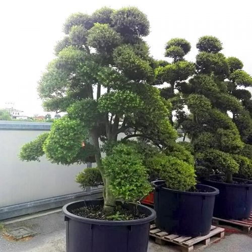 Ilex Crenata Kinme Japanese Style