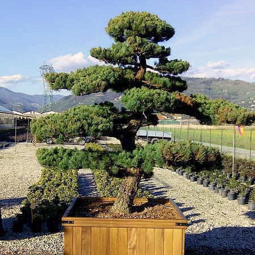 White Pine (Pinus Pentaphylla) Japanese Style