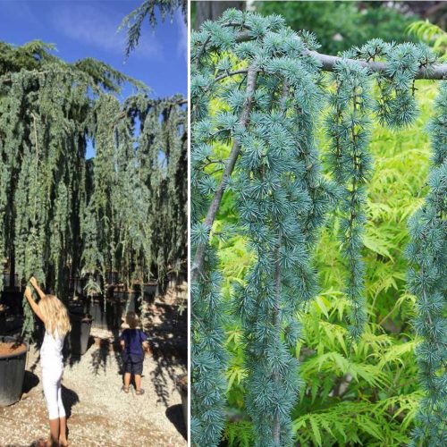 Cedrus Atlantica Glauca Pendula (Weeping Blue Atlas Cedar) – Standard Extra
