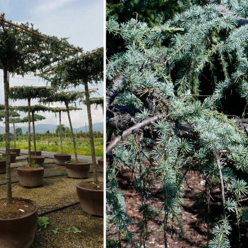 Weeping Blue Atlas Cedar (Cedrus Atlantica Glauca Pendula) – Roof Shape