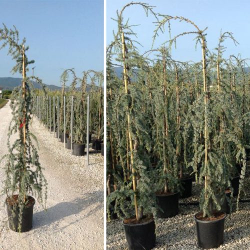 Weeping Blue Atlas Cedar (Cedrus Atlantica Glauca Pendula) – Tree