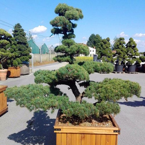 White Pine (Pinus Pentaphylla) Japanese Style