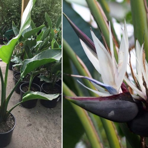 Strelitzia Nicolai (White Bird of Paradise)