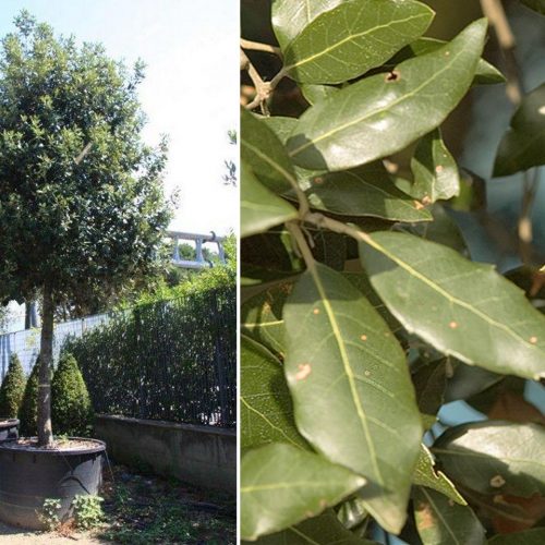 Quercus Ilex (Holm Oak Tree / Holly Oak) - Standard Extra