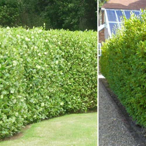 Griselinia Littoralis (New Zealand Broadleaf) - Shrub