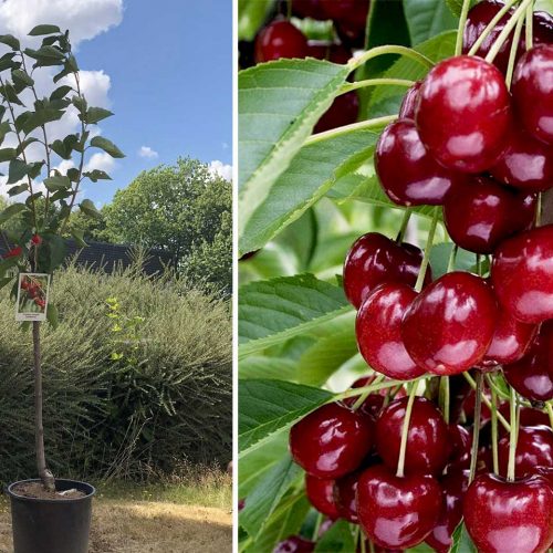Cherry 'Bigarreau' (Prunus Avium 'Bigarreau') - Half Standard