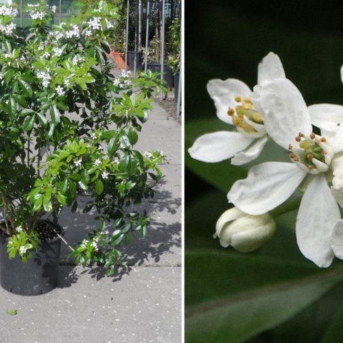 Choisya Ternata (Mexican Orange) - Shrub