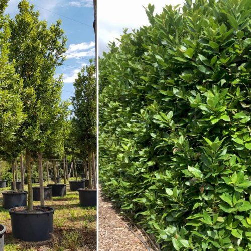 Laurus Nobilis (Bay Tree) – Standard Extra
