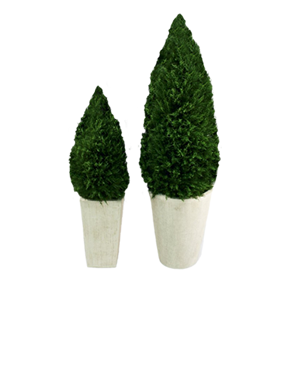 Conifer Topiary Cones