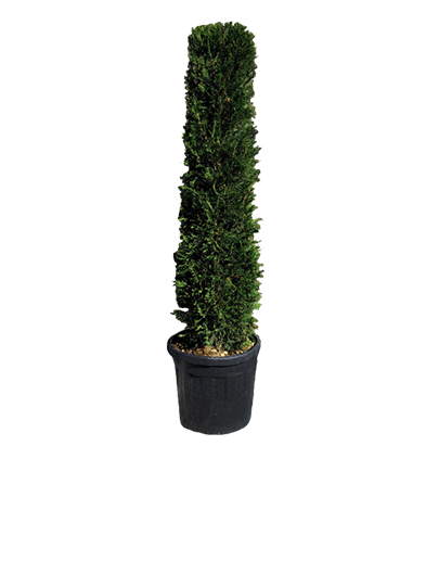 Conifer Topiary Cylinders