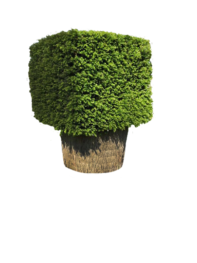 Conifer Topiary Cubes