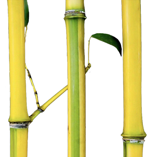 Full Sized Bamboo
