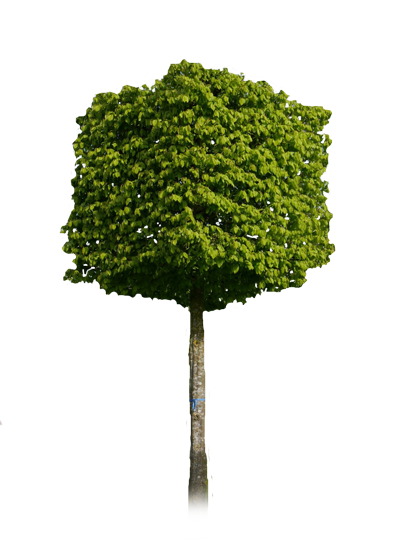 Standard Screening Trees