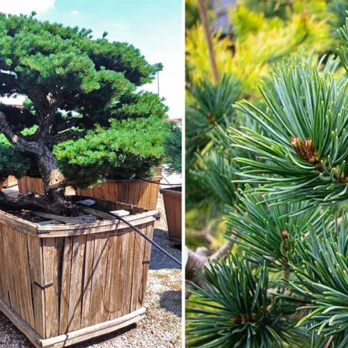 White Pine (Pinus Pentaphylla) Japanese Style