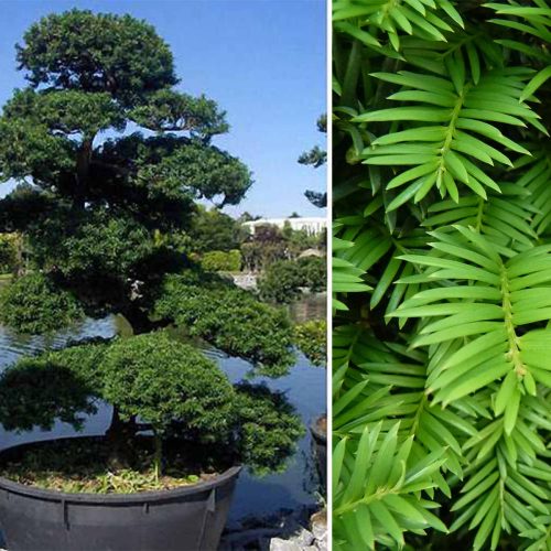 Taxus Baccata (English Yew) Japanese Style