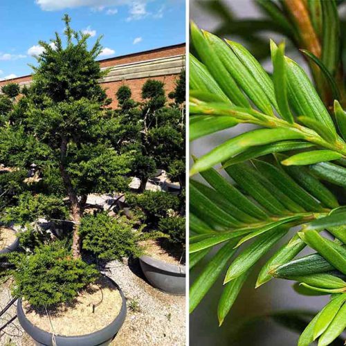 Taxus Baccata (English Yew) Tuscan Style