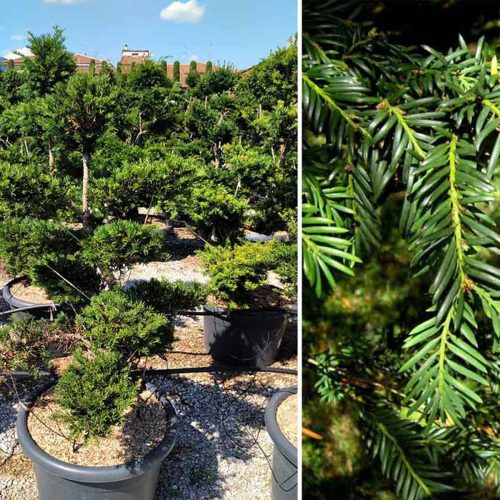Taxus Baccata (English Yew) Tuscan Style