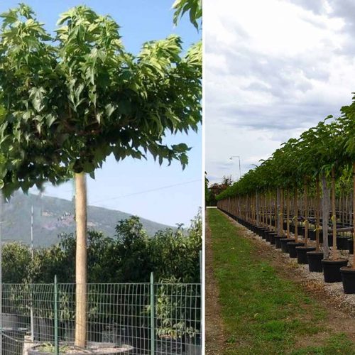 Morus Platanifolia Fruitless (Fruitless Mulberry) - Roof Shape Extra