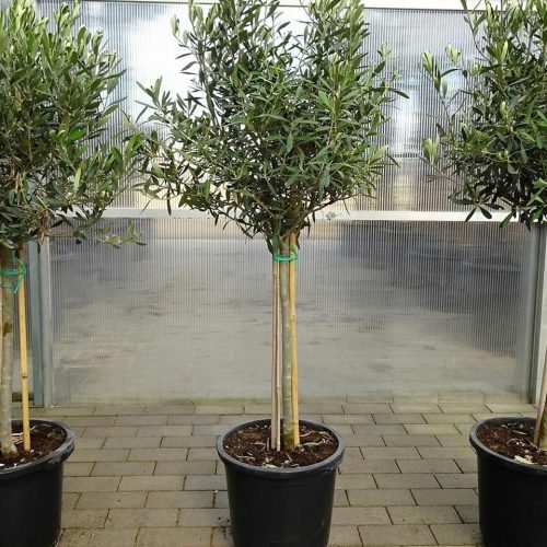 Common Olive Tree (Olea Europaea) – Quarter Standard
