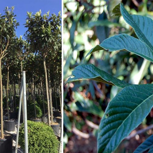 Eriobotrya Japonica (Loquat Tree) – Standard