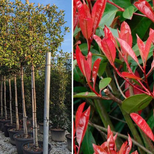 Photinia x Fraseri Red Robin (Christmas Berry Red Robin) – 3/4 Standard Espalier