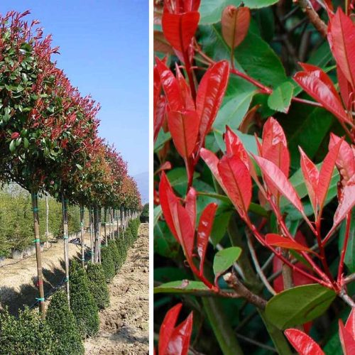 Photinia x Fraseri Red Robin (Christmas Berry Red Robin) – 3/4 Standard