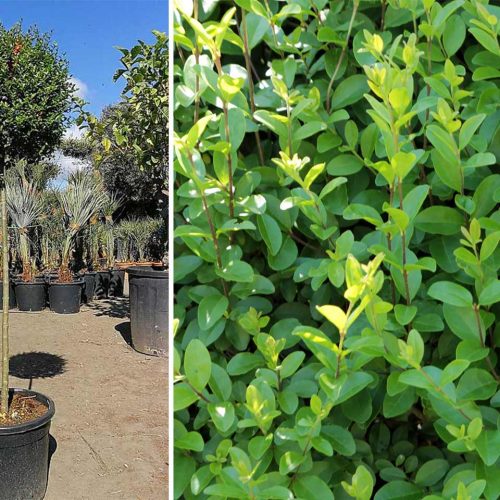 Ligustrum Jonandrum (Delavay Privet) – 3/4 Standard
