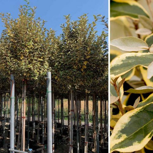Elaeagnus x Ebbingei Variegata (Variegated Ebbing's Silverberry) – 3/4 Standard